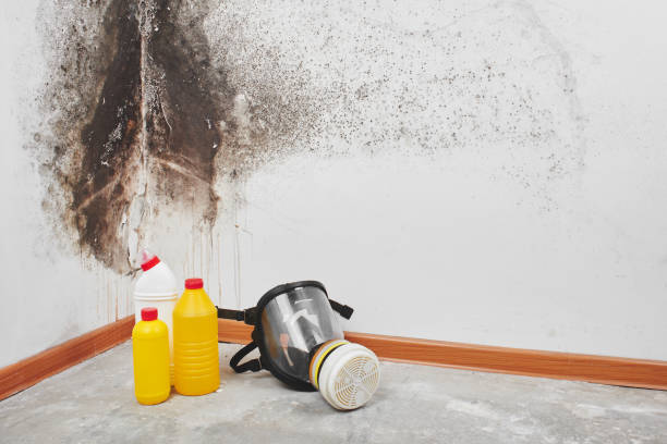 Best Attic Mold Remediation in Karnes City, TX