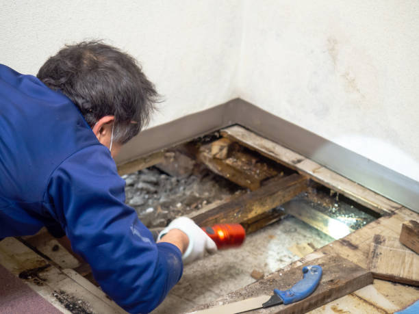 Best Mold Remediation for Schools in Karnes City, TX