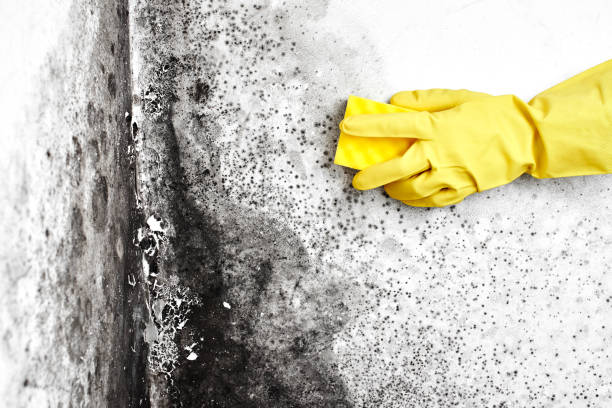Best Basement Mold Remediation in Karnes City, TX