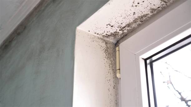 Best Attic Mold Remediation in Karnes City, TX