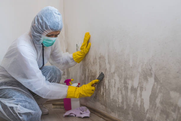 Best HVAC Mold Remediation in Karnes City, TX
